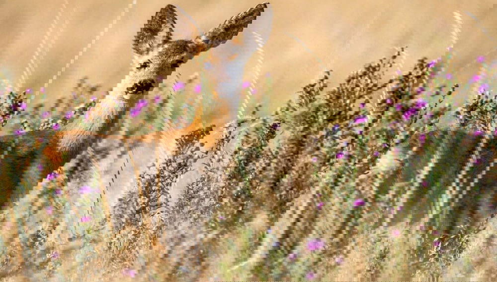 Immagine principale