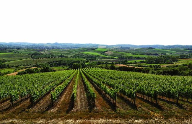 Badia Di Morrona - Photo 62
