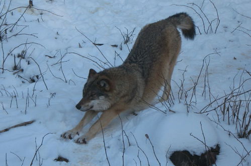 Photo 56 - Wildnisresidenz am Nationalpark