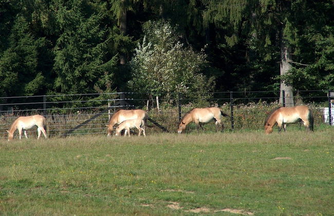 Wildnisresidenz am Nationalpark - Foto 43
