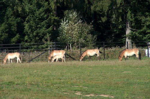 Foto 42 - Wildnisresidenz am Nationalpark