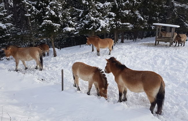 Wildnisresidenz am Nationalpark - Foto 47