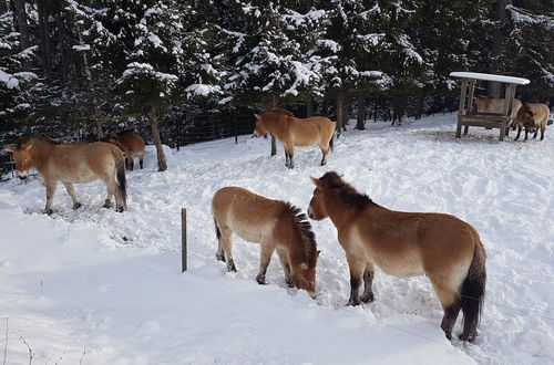 Photo 47 - Wildnisresidenz am Nationalpark