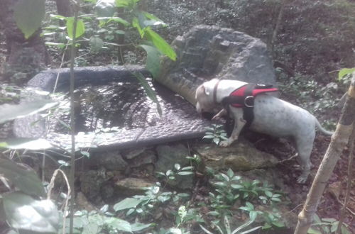 Photo 39 - Hotel y Temazcal en Solferino