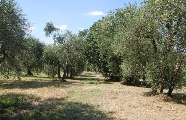 Bio Agriturismo La Spiga D'oro - Foto 35
