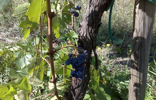 Bio Agriturismo La Spiga D'oro - Foto 25