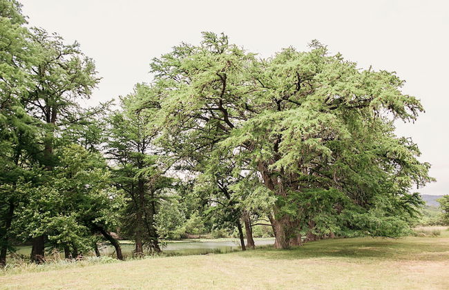 Frio River Cabins - Foto 25