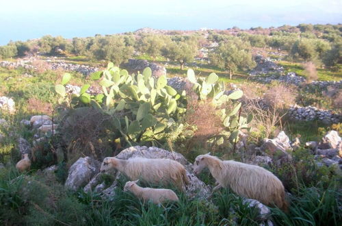 Photo 30 - Kefalas nr Almyrida sea View Cottage