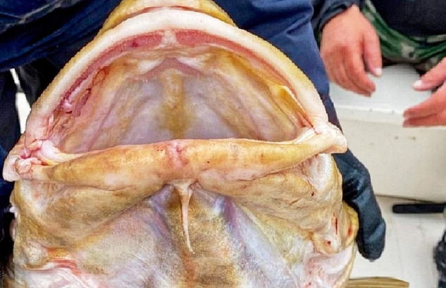 8 Person Holiday Home in Kaldfarnes - Foto 31