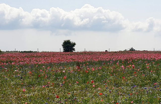 Quaint Holiday Home in Hejls near Sea - Foto 8