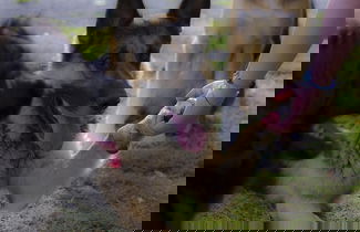 Photo 31 - Agriturismo Pretenzano