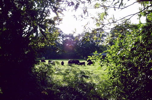 Photo 13 - Apartment in Farm on the Edge of the Luneburg