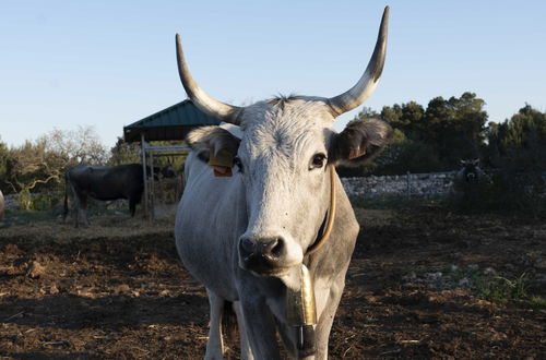 Photo 49 - DONNAPAOLA MODERN FARM