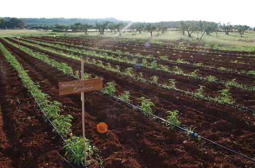 Foto 46 - Agriturismo Masseria Galatea