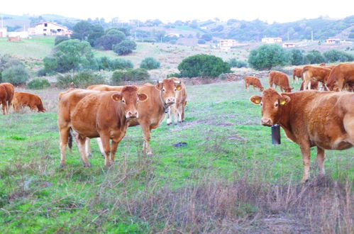 Foto 52 - Comino Alto Agriturismo e Appartamenti