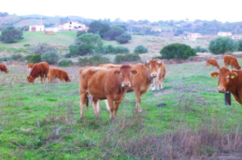 Foto 50 - Comino Alto Agriturismo e Appartamenti