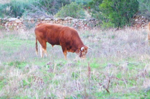 Foto 53 - Comino Alto Agriturismo e Appartamenti