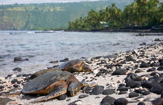 Photo 1 - Waikoloa Beach Villas P32