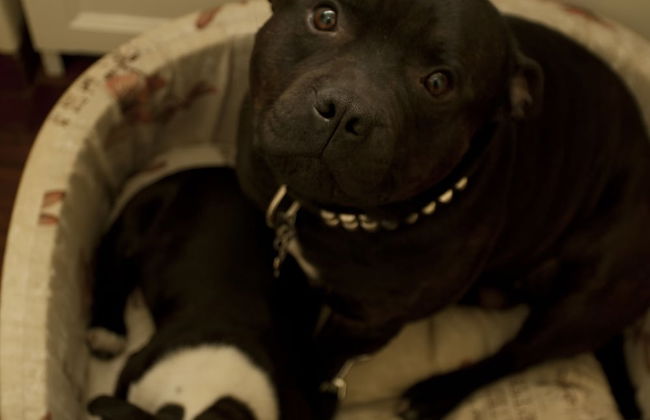 Le Suite di Via Ottaviano - Foto 19