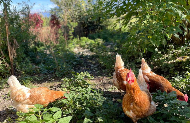 Residence Garni Untermoahof - Photo 13