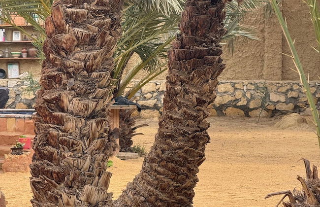 TATRABENT - Eco Friendly retreat in Siwa - Photo 51