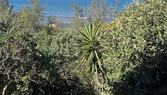Photo 1 - Villa Papini Seafront With 3 Apartments and Garden-rif Papi