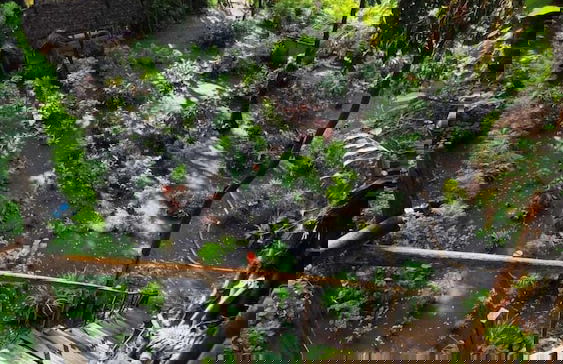 Glowing view tree house and Bangalow - Photo 33