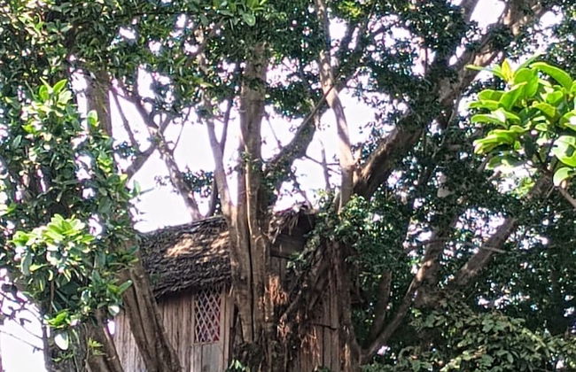 Glowing view tree house and Bangalow - Photo 31