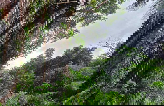 Glowing view tree house and Bangalow - Photo 32