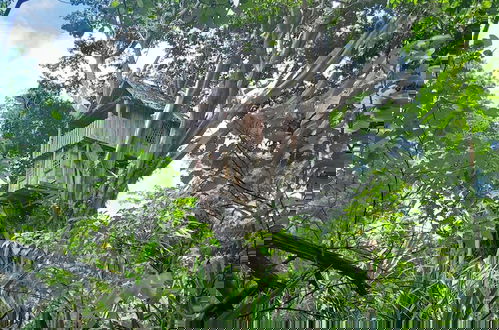 Foto 44 - Glowing view tree house and Bangalow