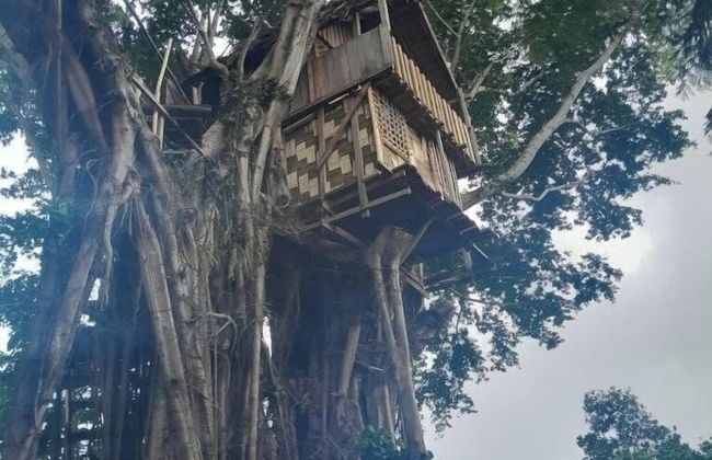 Glowing view tree house and Bangalow - Photo 30