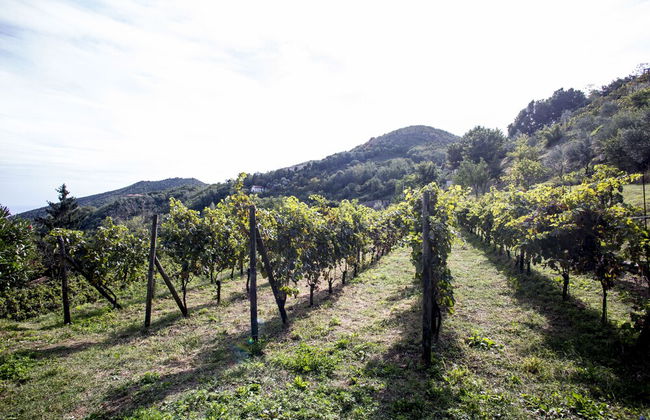 Villa Lupara - Photo 34
