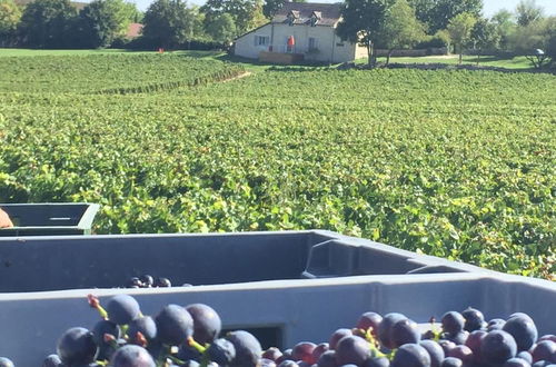 Foto 55 - La Maison du Grand Four en Bourgogne, Au coeur de Vignes, Piscine et Sauna