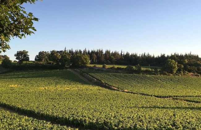 La Maison du Grand Four en Bourgogne, Au coeur de Vignes, Piscine et Sauna - Foto 30