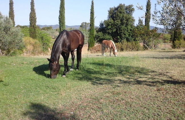 Podere Campovecchio - Photo 19
