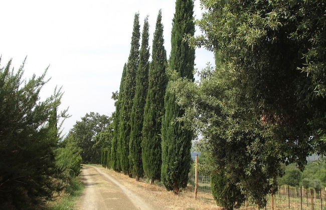 Podere Campovecchio - Photo 33