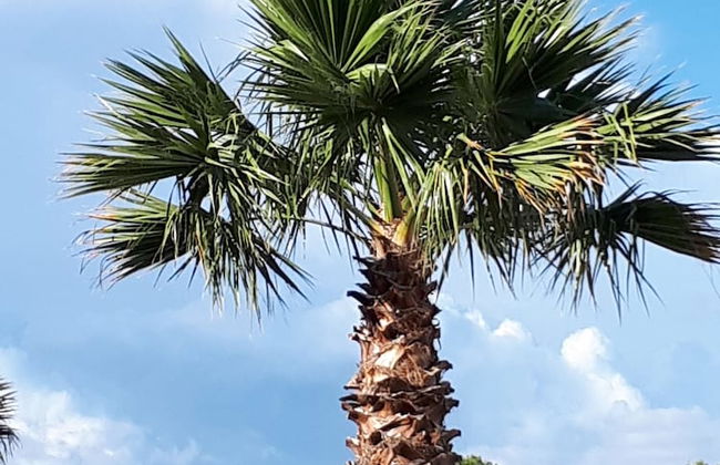 Les Parasols d'Argens - Foto 32