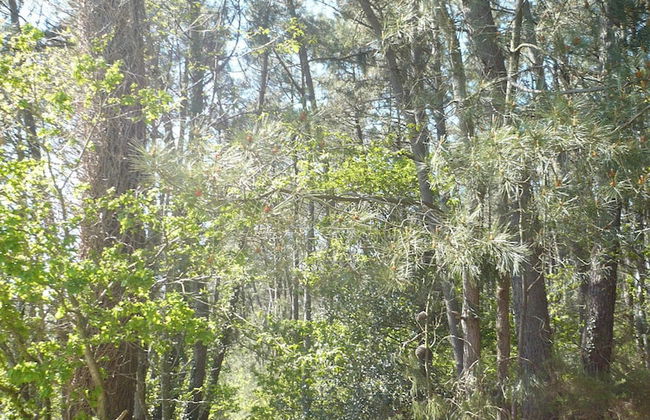 La Guguenaie - Foto 40