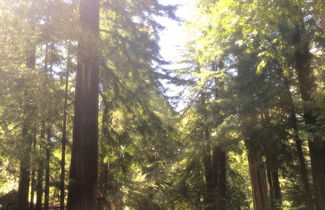 Photo 3 - Redwoods River Resort