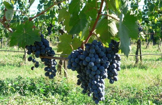 Verdidea - PODERE MONTI - Foto 67