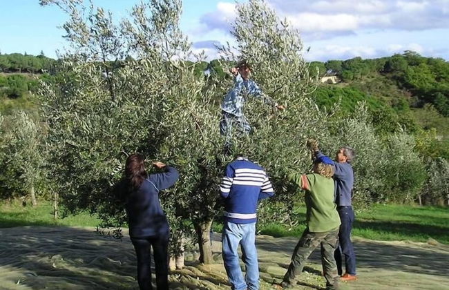 Verdidea - PODERE MONTI - Foto 68