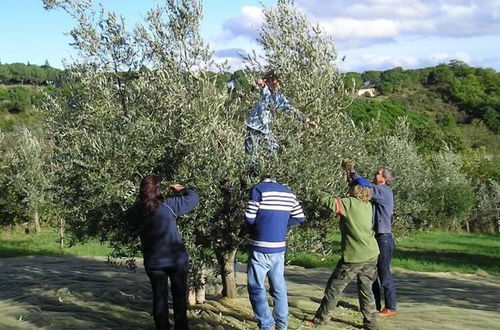 Photo 68 - Verdidea - PODERE MONTI