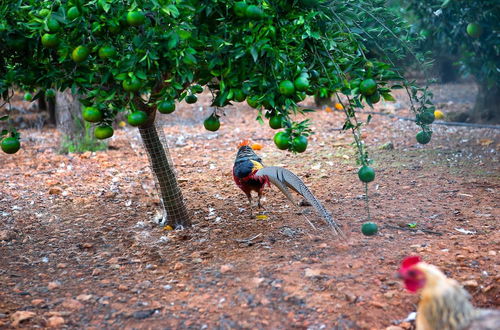 Photo 36 - Hotel Agroturismo Can Bessol