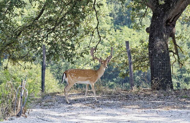 Il Daino Bianco Country Hotel - Foto 48