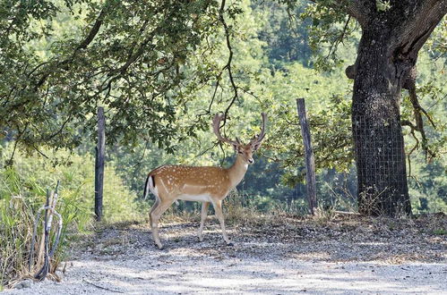 Photo 48 - Il Daino Bianco Country Hotel