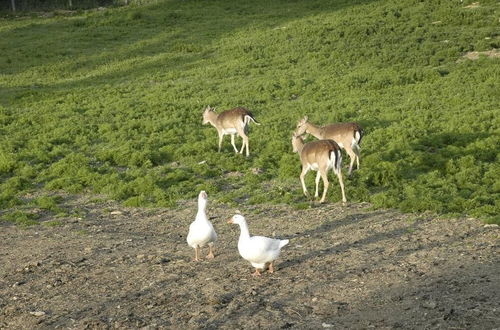 Photo 64 - Il Daino Bianco Country Hotel