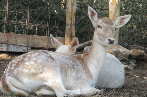 Photo 78 - Il Daino Bianco Country Hotel