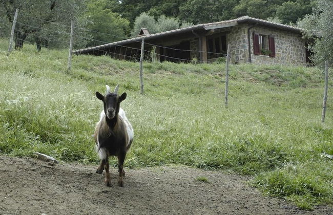 Il Daino Bianco Country Hotel - Foto 49