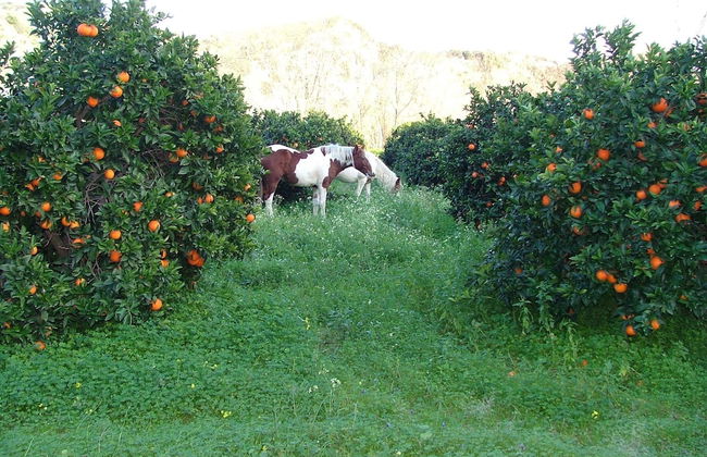 Holiday Home in Stilo With Garden - Foto 33