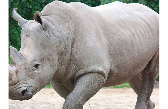 The Rhinos 2 - Foto 12